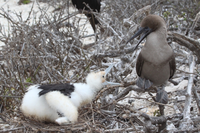 galapagos